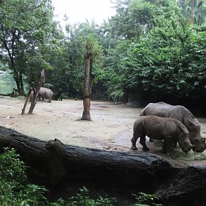 Rhino exhibit