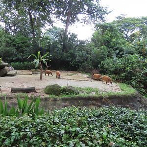 Red river hog exhibit