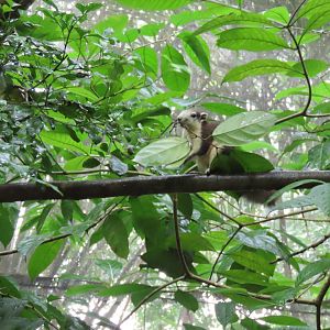 Finlayson's squirrel