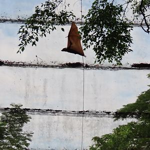 Malayan flying fox flying