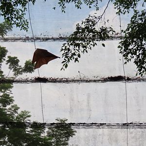 Malayan flying fox flying