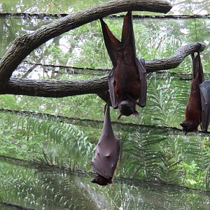Malayan flying fox