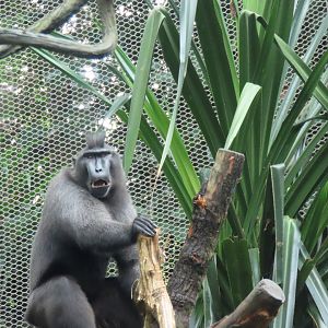 Celebes crested macaque