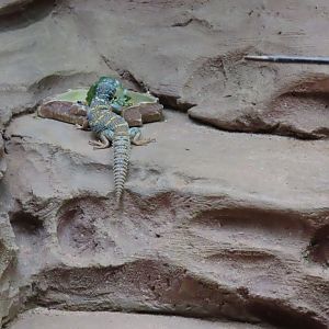 Ornate spiny tail lizard