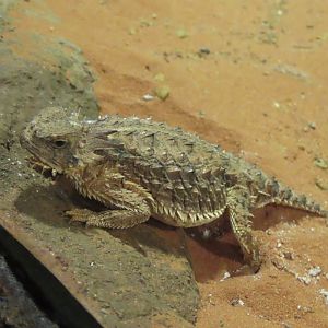 Horned lizard