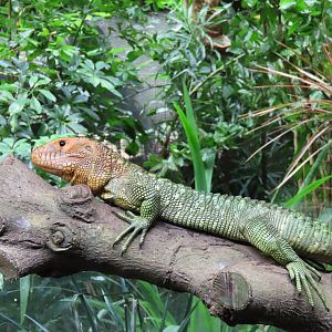 Caiman lizard
