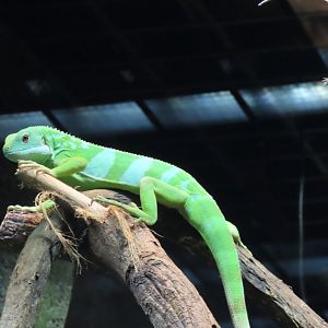 Fiji banded iguana