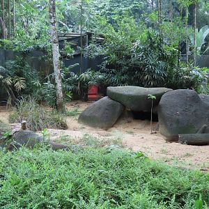 Komodo dragon exhibit