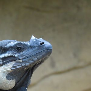 Rhinoceros iguana