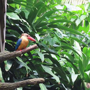 Stork billed kingfisher?