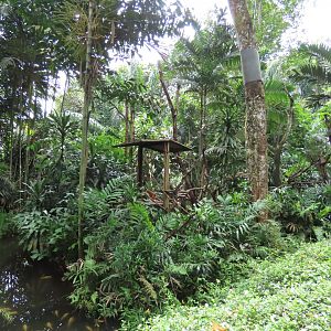 Goodfellow's tree kangaroo outdoor exhibit