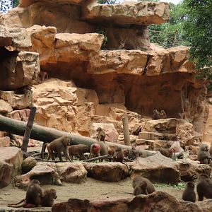 Hamadaryas baboon mixed with ibex