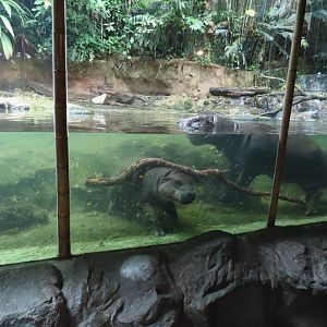 Pygmy hippo