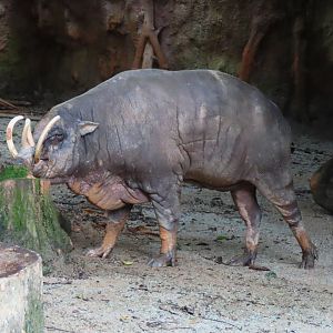 Babirusa