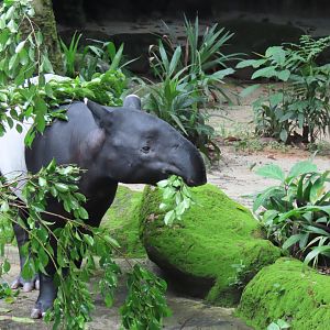 Malayan tapir