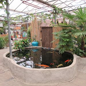 Koi Tank