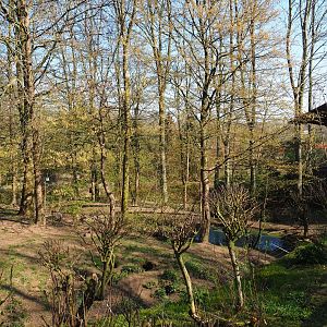 European wolverine exhibit, 2019-03-30