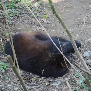 Sleeping European wolverine (Gulo gulo gulo), 2019-03-30