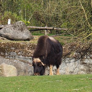 Musk ox (Ovibos moschatus), 2019-03-30