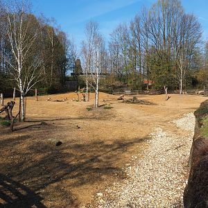 Eurasian forest reindeer exhibit, 2019-03-30