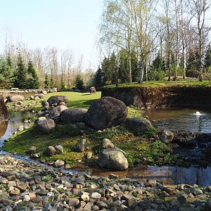 Musk ox exhibit, 2019-03-30