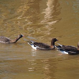 Lesser white-fronted geese (Anser erythropus), 2019-03-30