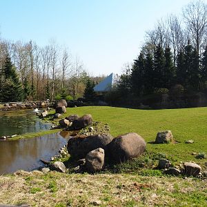 Musk ox exhibit, 2019-03-30