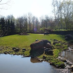 Musk ox exhibit, 2019-03-30