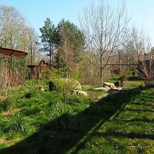 Eurasian lynx exhibit - Separation area, 2019-03-30