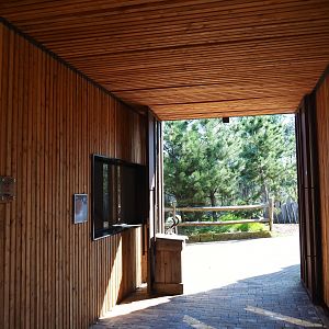 Eurasian lynx building passage, 2019-03-30