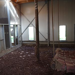 Eurasian lynx holding, 2019-03-30