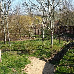 Eurasian lynx exhibit, 2019-03-30