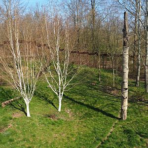 Eurasian lynx exhibit, 2019-03-30