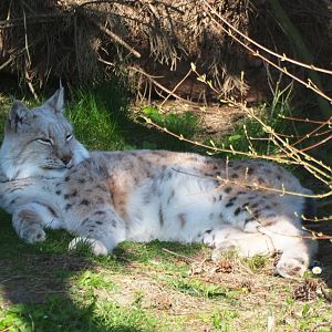 Eurasian lynx (Lynx lynx lynx), 2019-03-30