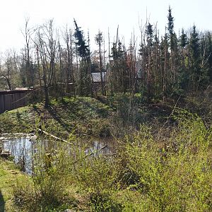 Barbary macaque exhibit, 2019-03-30