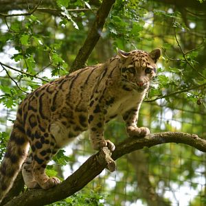 Clouded Leopard
