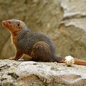 dwarf mongoose