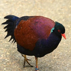 Green naped Pheasant pigeon