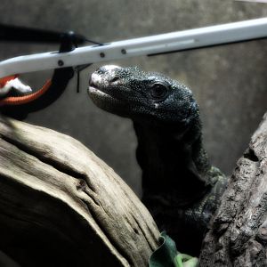 Crocodile Monitor Feeding