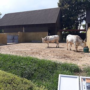 Hungarian Grey Cattle paddock