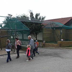 Ring-tailed lemur exhibit