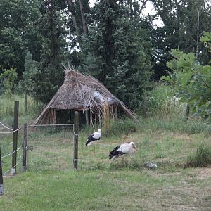 White stork exhibit