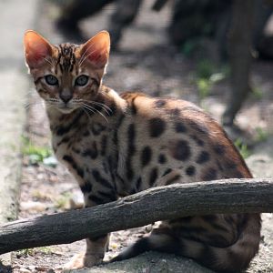 Domestic Bengal cat