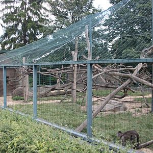 Weeper capuchin (Cebus olivaceus) exhibit