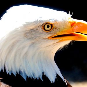 Bald eagle; Hawk Conservancy; 15th July 2019