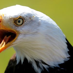 Bald eagle; Hawk Conservancy; 15th July 2019