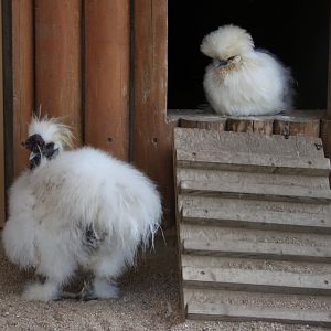 Silkie chicken pair