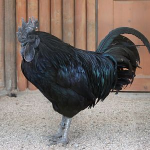 Ayam Cemani rooster