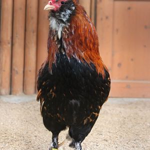 Pavlov chicken rooster