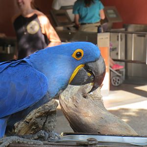 Hyacinth Macaw